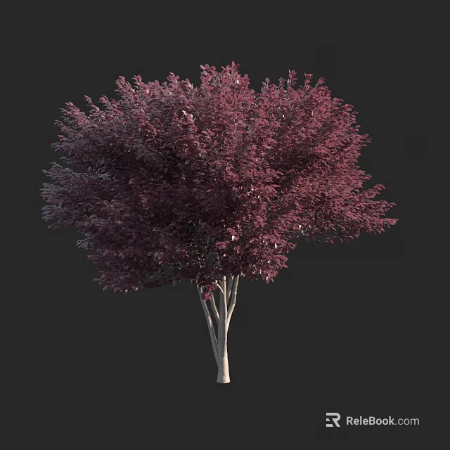 Vibrant Purple Leaf Arbor With White Trunk And Lush Foliage 3d model 
