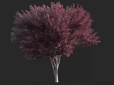Vibrant Purple Leaf Arbor With White Trunk And Lush Foliage 3d model