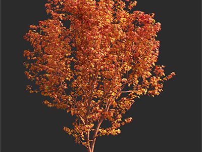 Lush Arbor with Vibrant Orange Red Autumn Leaves in Natural Garden Landscape 3d model