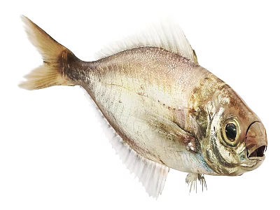 Whole Fresh Silver Gray Fish With Prominent Eyes Delicate Fins And Smooth Scales 3d model