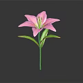 Single Beautiful Pink Lily With Pink Petals Green Stem And Fresh Leaves