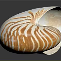 Nautilus Shell With Orange And White Stripes In Spiral Shape On Shiny Surface