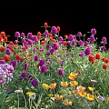 Colorful Mixed Flowers And Plants With Red Purple Yellow Blooms In Garden