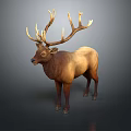 Majestic Brown Elk With Large Antlers Standing On Gray Background In Studio