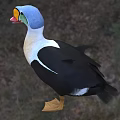 Aquatic Animal Duck With Blue Head Orange Beak Black White Feathers In Grassy Natural Habitat