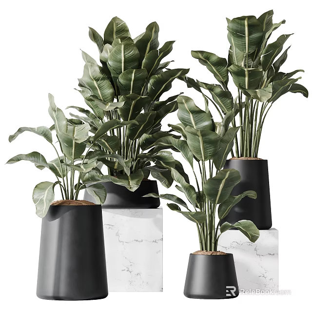 Bonsai Potted Plants With Large Green Leaves In Black Conical Pots On Marble Stands 3d model 