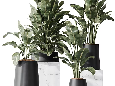 Bonsai Potted Plants With Large Green Leaves In Black Conical Pots On Marble Stands 3d model
