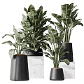 Bonsai Potted Plants With Large Green Leaves In Black Conical Pots On Marble Stands