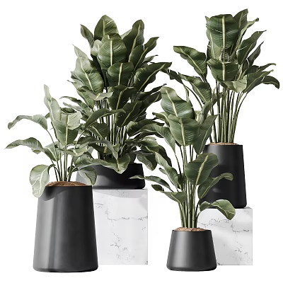 Bonsai Potted Plants With Large Green Leaves In Black Conical Pots On Marble Stands 3d model