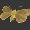 Brown Butterfly Showing Spread Wings On Gray Gradient Background With Reflection 3d model