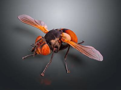 Macro shot of a fly with orange eyes transparent wings and black orange body 3d model