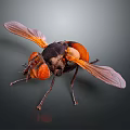 Macro shot of a fly with orange eyes transparent wings and black orange body