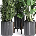 Various Types Of Indoor Potted Plants With Large Green Leaves In Black Modern Pots
