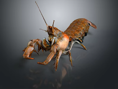 Detailed Realistic Lobster With Long Antennae And Claws On Dark Background 3d model