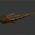 Orange Finned Brown Fish With Detailed Body Features Displayed On Gray Background