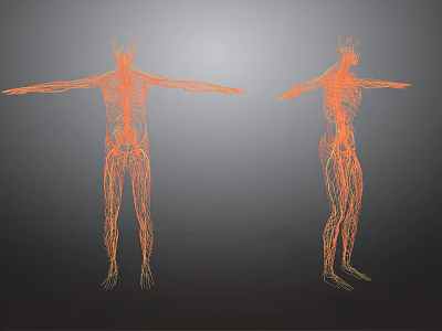 3D Visualization of Human Organ System With Two Anatomical Structure Models 3d model 3D Visualization of Human Organ System With Two Anatomical Structure Models 3d model