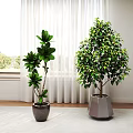 Indoor Window Side Decorative Potted Plants With Large Green Leaves And Lush Foliage