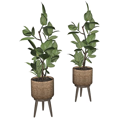 Lush Green Bonsai Potted Plants In Woven Pots On Three Legged Stands 3d model