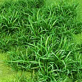 Lush Green Grass Field With Fresh Natural Foliage Under Clear Blue Sky