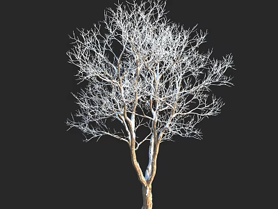 Detailed Tall Leafless Arbor With Bare Branches Against Black Background 3d model