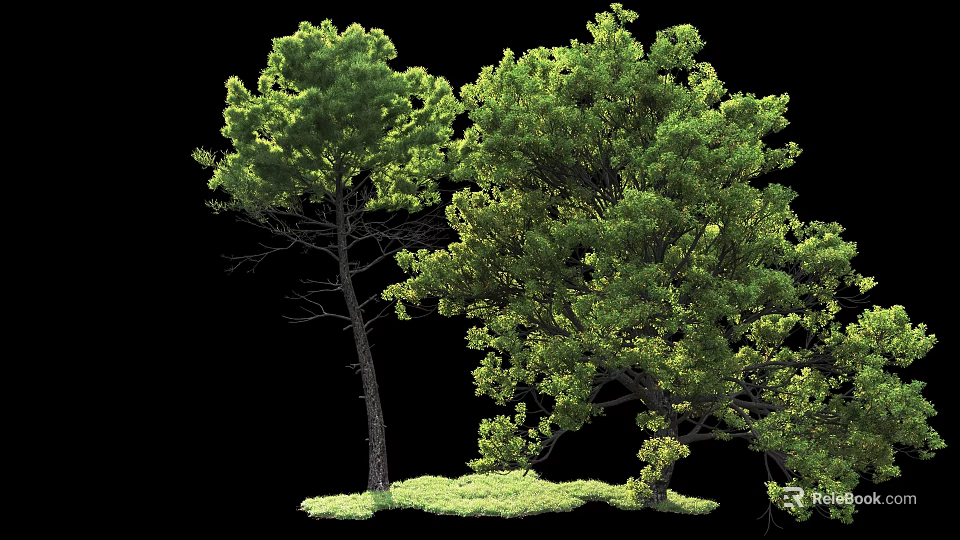 Lush Green Trees With Dense Foliage Tall Trunks And Grassy Base 3d model