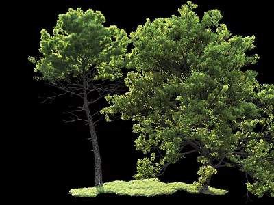 Lush Green Trees With Dense Foliage Tall Trunks And Grassy Base 3d model