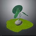 Green Plant With Large Green Leaves And White Bulbous Root On Green Leaf Base