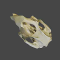 Detailed Golden Skull Model With Light Background And Shadow Effect 3d model