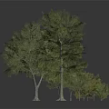 Different Sizes Trees With Green Leaves And One Yellowish In Grey Background Reflective Ground