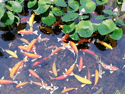 Serene Garden Water Feature With Lush Lotus Leaves And Colorful Koi Fish 3d model