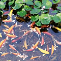 Serene Garden Water Feature With Lush Lotus Leaves And Colorful Koi Fish