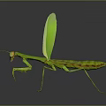 Detailed Green Mantis With Transparent Patterned Wings And Slender Body On Dark Background