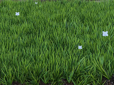 Lush Green Grass Field With Small White Flowers Blooming Brightly 3d model