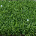 Lush Green Grass Field With Small White Flowers Blooming Brightly