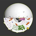Organ and Hair Cellular Structure 3D Model with Colorful Organelles and Clear Details