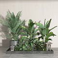 Decorative Bonsai Potted Plants Display With Lush Green Foliage And Small Lanterns On Tray