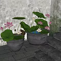 Traditional Garden Landscape with Pink Lotus Flowers Green Leaves and Stone Steps