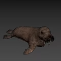 Realistic 3D Walrus Model With Long Tusks And Thick Whiskers On Black Background