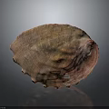 Shellfish With Reddish Brown Textured Shell Featuring Natural Sheen On Dark Reflective Surface