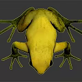 Yellow Frog With Green Spotted Limbs On Dark Background And Reflection
