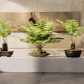Fern Bonsai Plants Arranged on Stone Platform with Minimalist Wall and Decorative Art