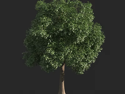 Tall Arbor With Lush Green Foliage And Sturdy Trunk In Natural Environment 3d model