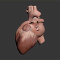 Modern Heart Human Heart Heart Anatomy 3d model