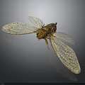 Cicada With Transparent Veined Wings And Brown Yellow Body On Dark Background