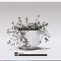 Potted Bonsai Plant in White Ceramic Pot with Lush Green Foliage and Hanging Branches