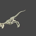 Tyrannosaurus Dinosaur Skeleton Fossil With Detailed Bone Structure And Sharp Teeth
