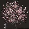 Cherry Blossom Tree with Pink Flowers and Person Taking Photos Underneath