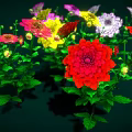 Vibrant Colorful Flowers With Pink Yellow Red Purple White Petals And Green Leaves