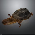 Alligator Snapping Turtle With Dark Textured Shell And Brown Head On Gray Background