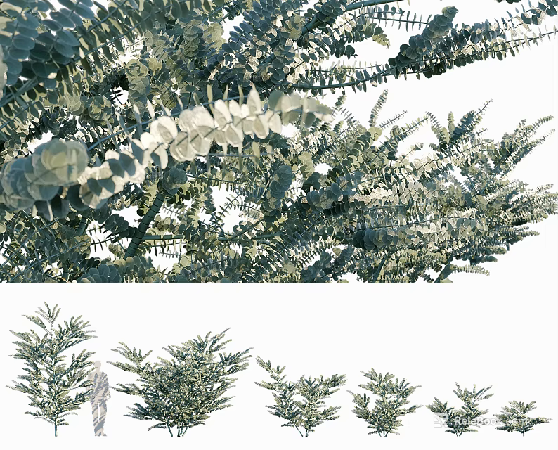 Green Arbor Trees with Lush Foliage and Various Growth Sizes 3d model 